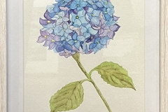 Sharon-Eugene-Breil-Hydrangea-Still-life-Floral-60