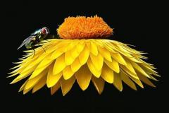 Glowing-Flower-with-Fly-Best-in-Show_Macro