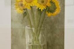 Sunflower Tracy Miller $300 watercolor